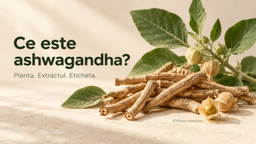 Ce este ashwagandha? Planta, extractul și informațiile de pe etichetă